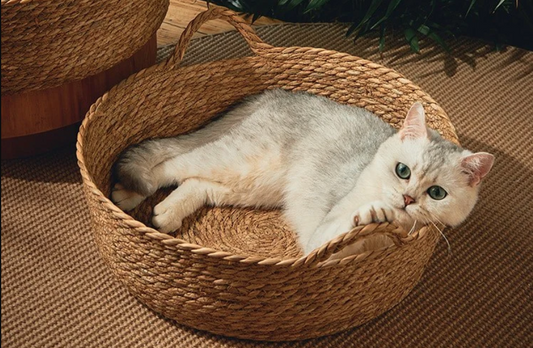 Why are Eco-Friendly Toys Best for Your Dog?