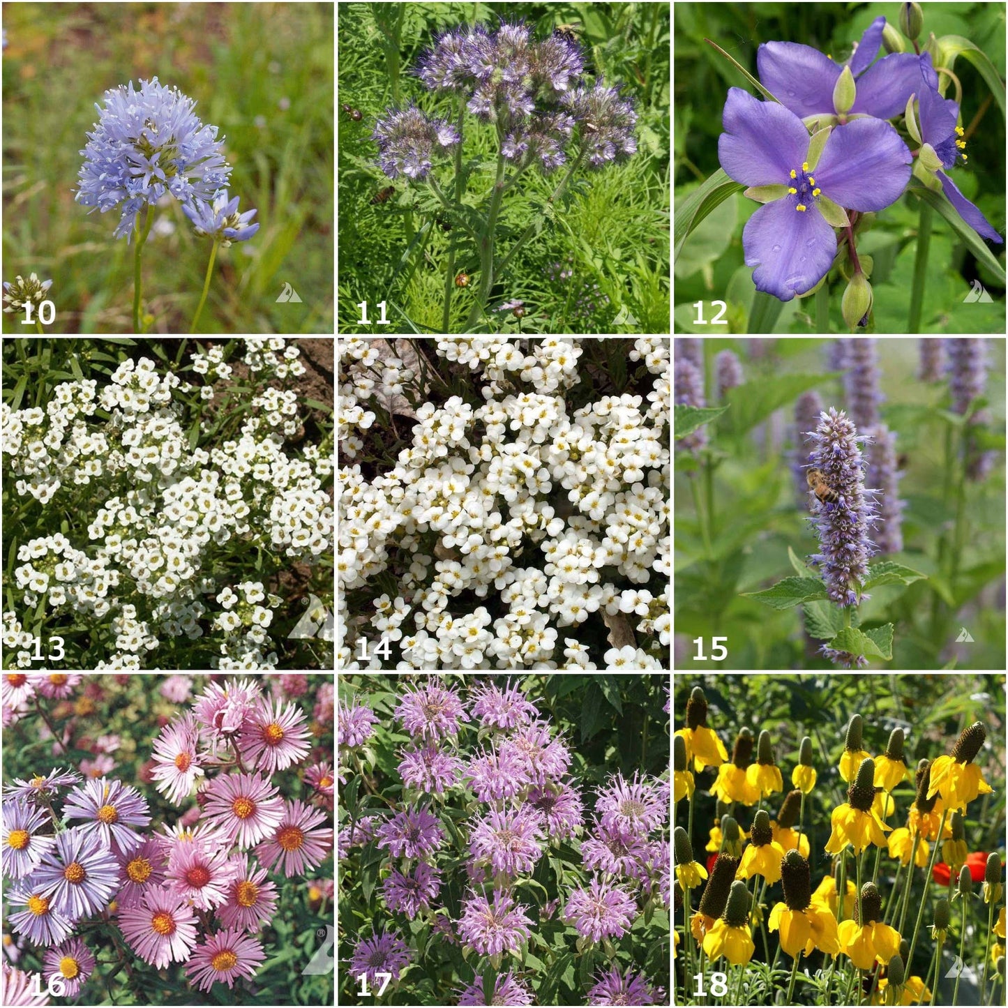 Scatter Garden | Honeybee