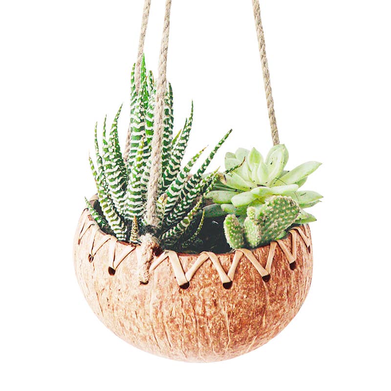 coconut hanging planter Shop All Natural Coconut Hanging Planters – Earth Kind Market
