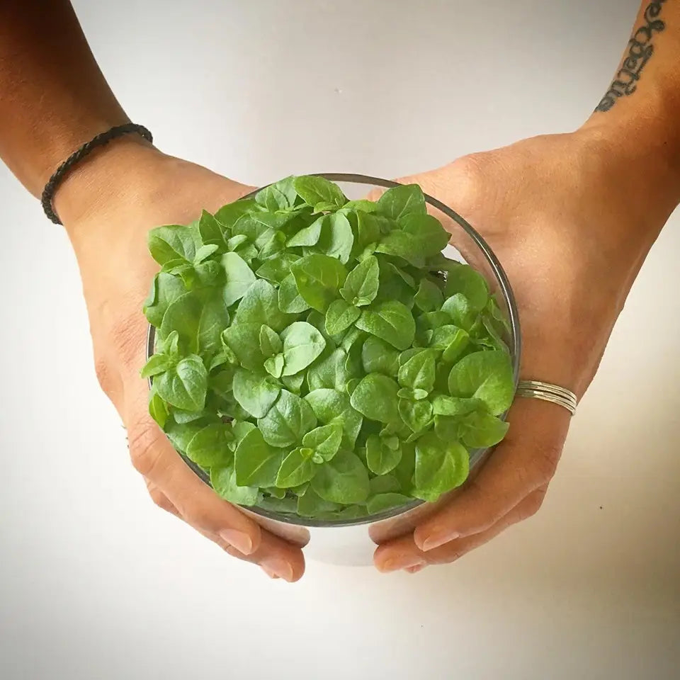 Indoor Culinary Garden | Basil