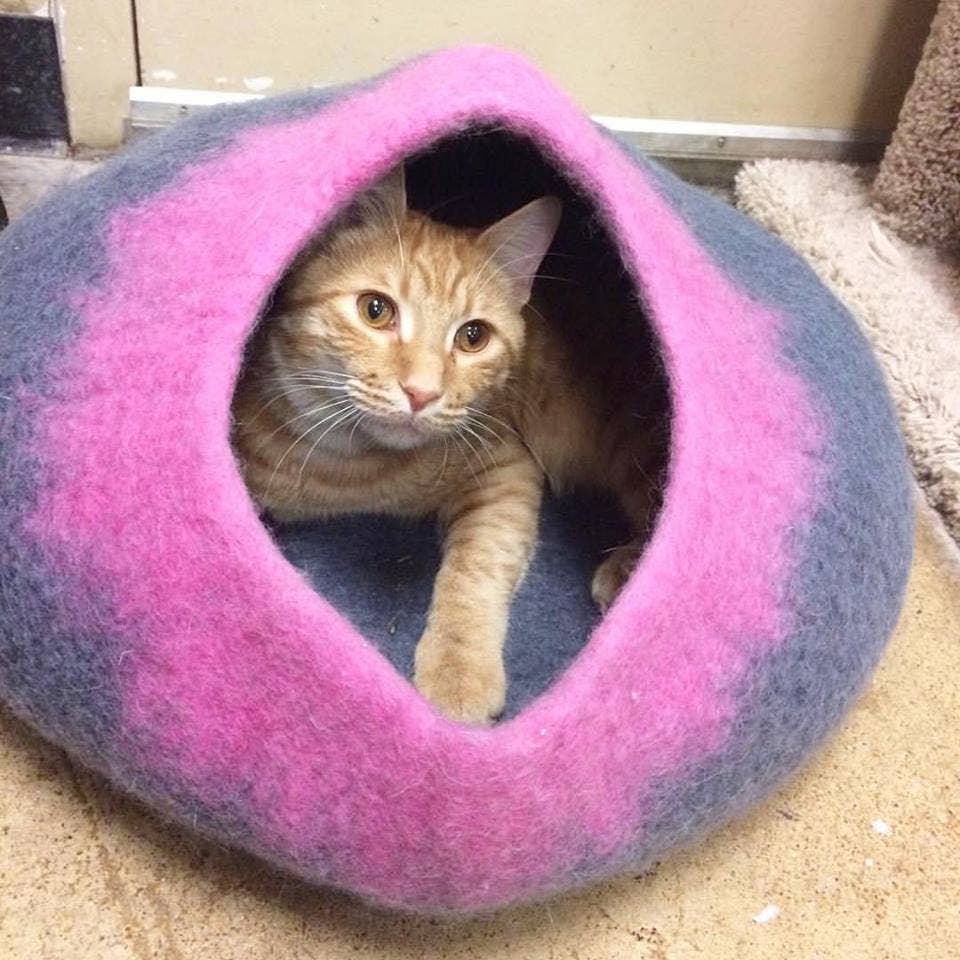 Cat Cave