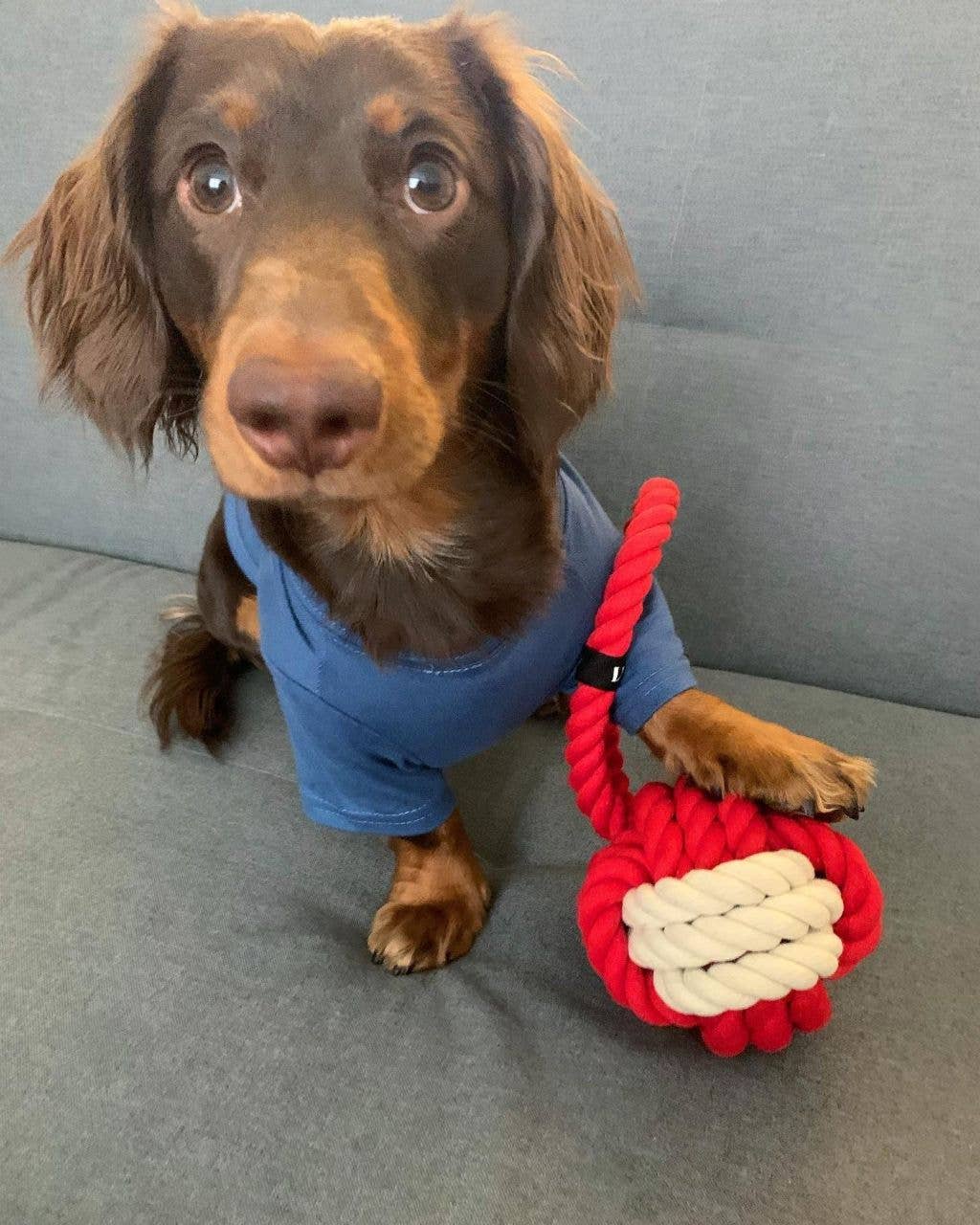 What-a-Tug Dog Toy