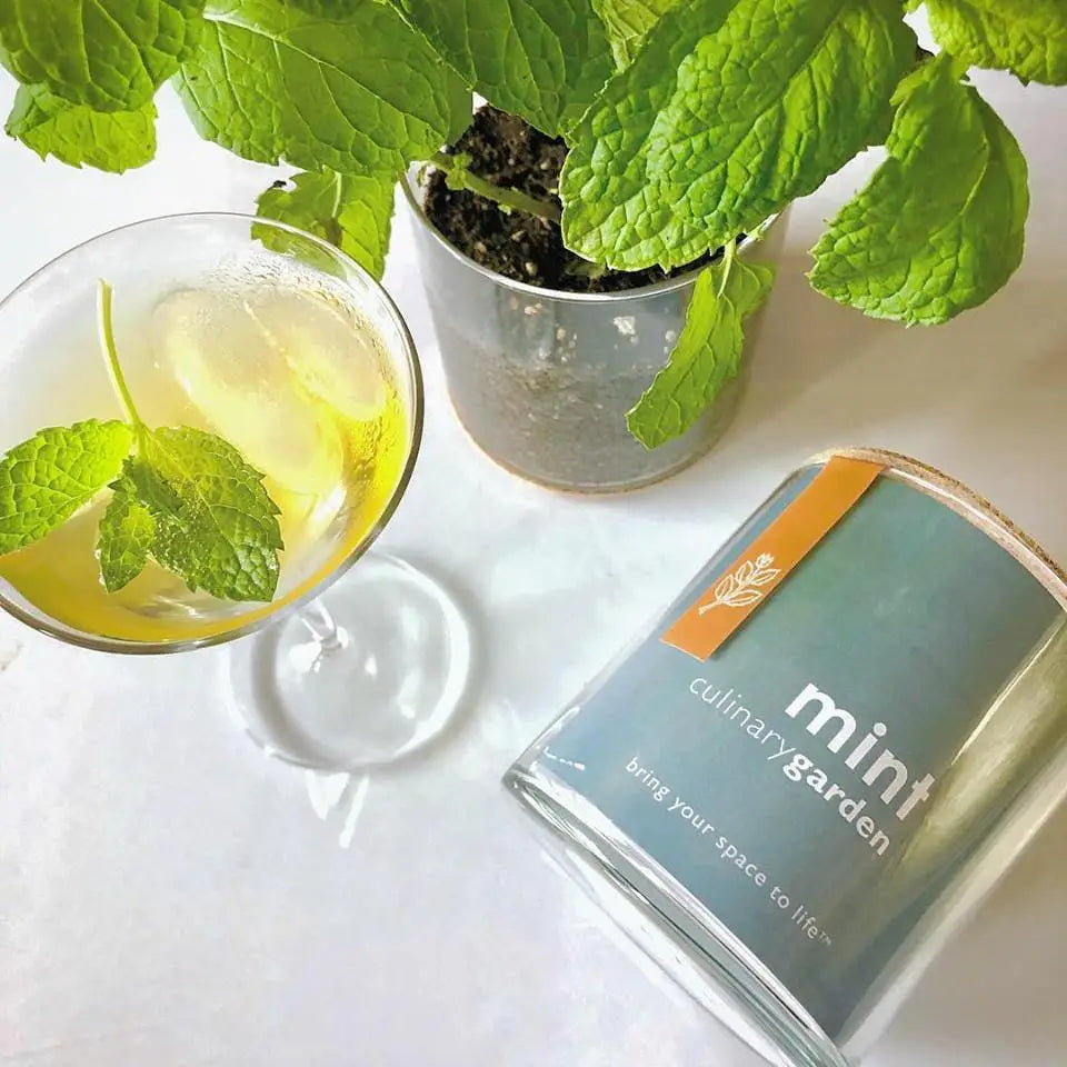 Indoor Culinary Garden | Mint