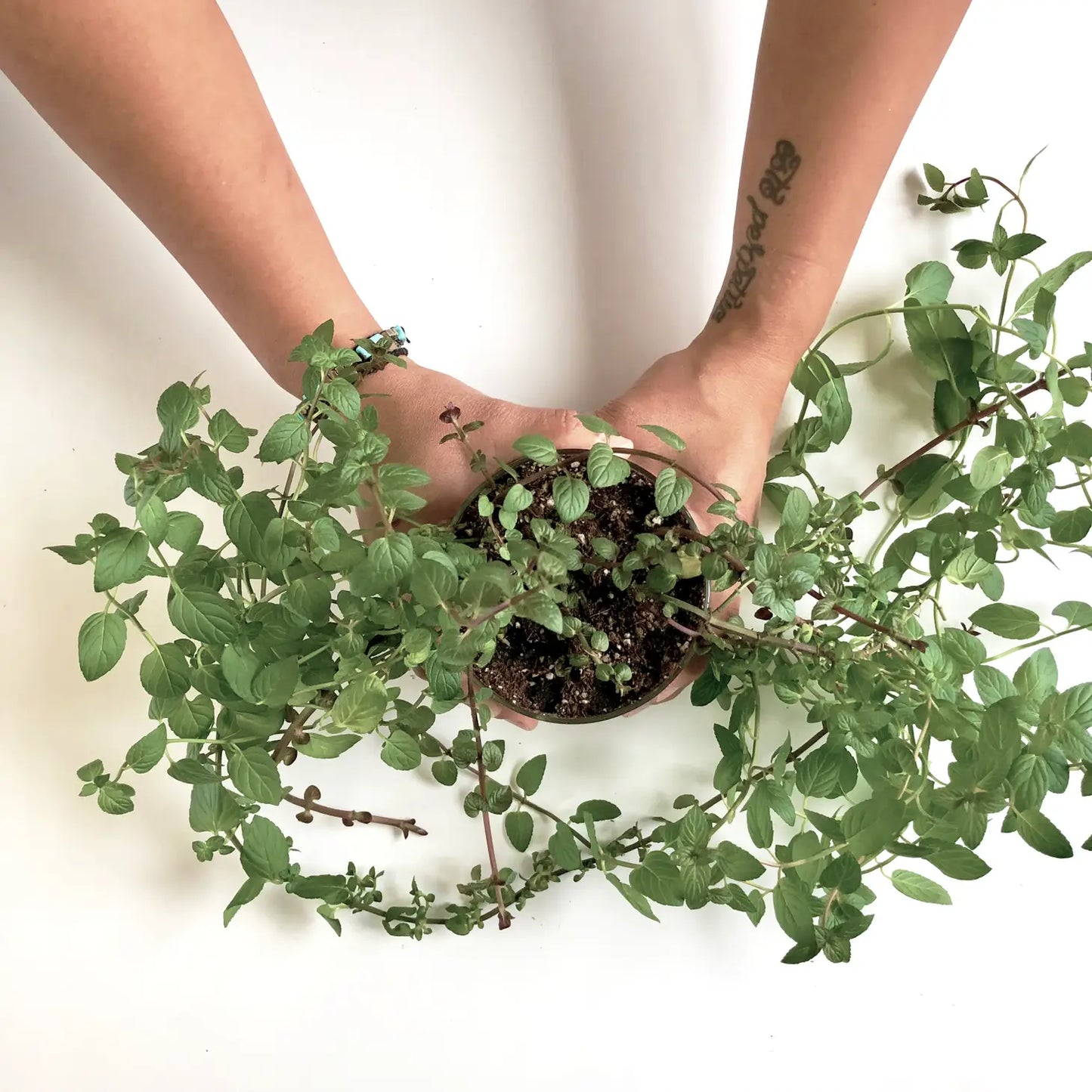 Indoor Culinary Garden | Mint