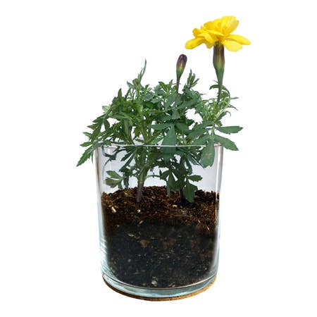 Indoor Flower Garden | Marigold