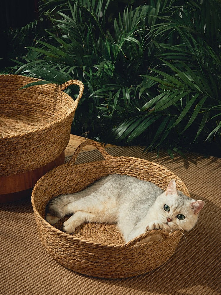 cat in rattan bed