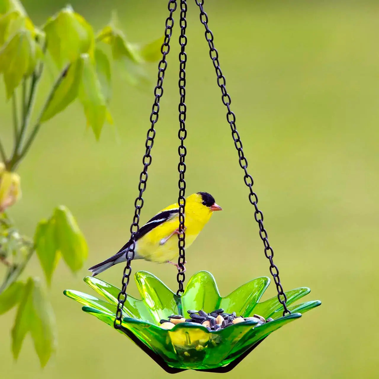 Mosaic Birds Daisy Petite Bird Feeder Lime