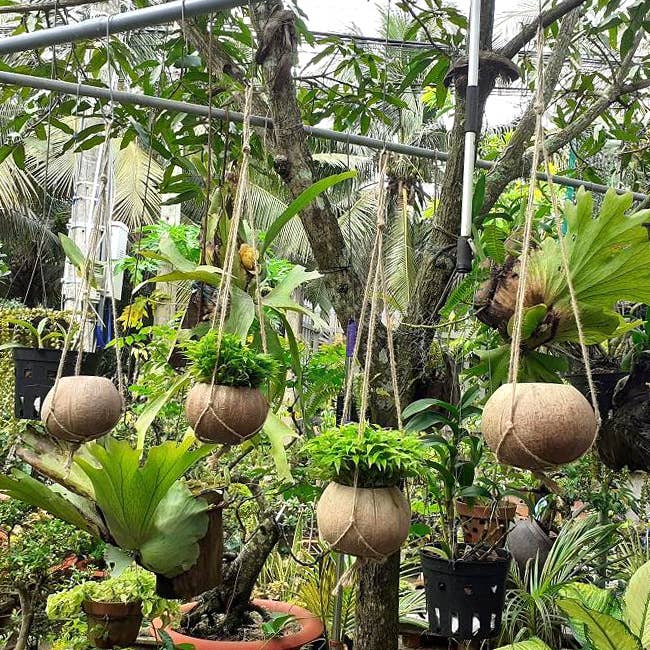 Hanging Single Coconut Planter