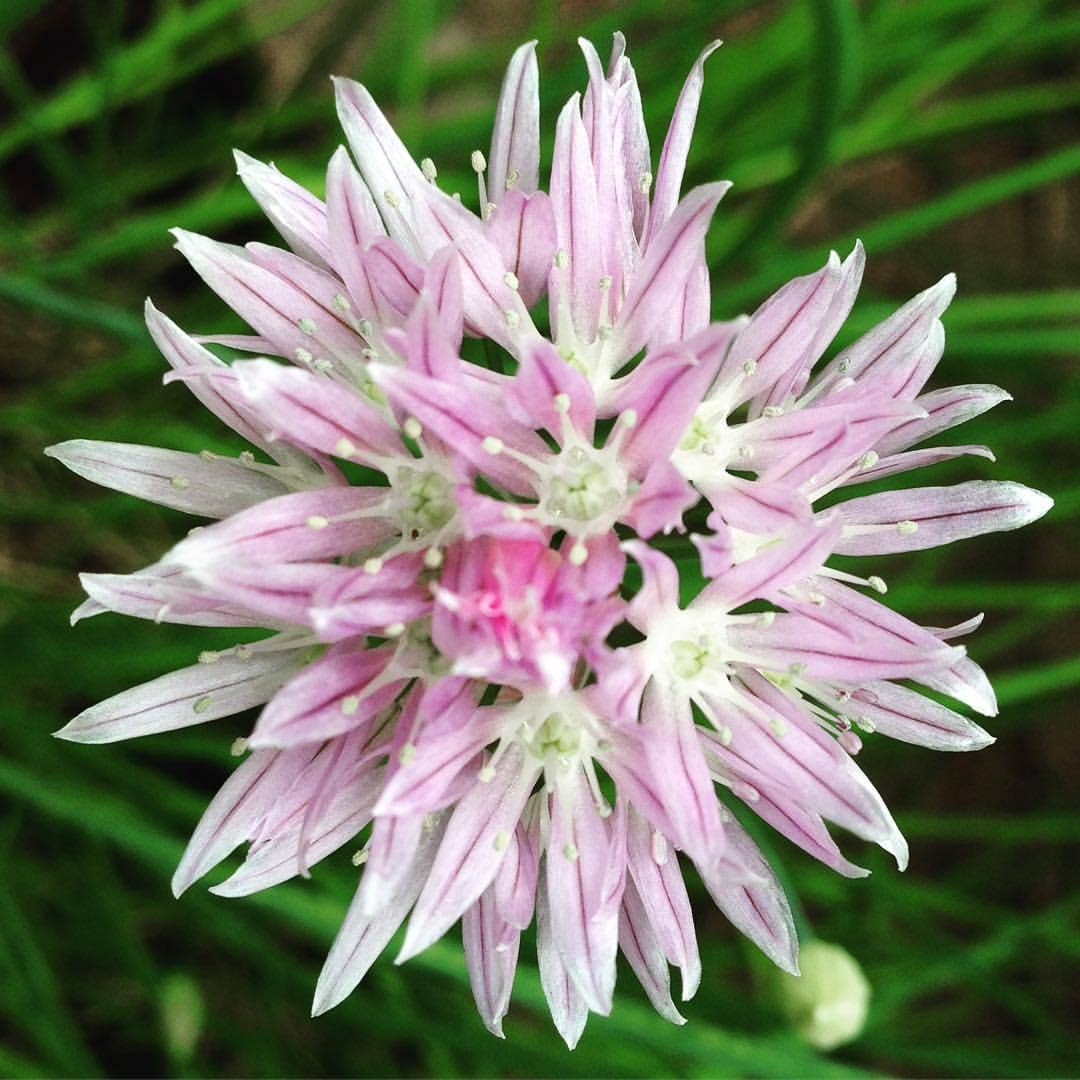 Garden in a Bag | Chives