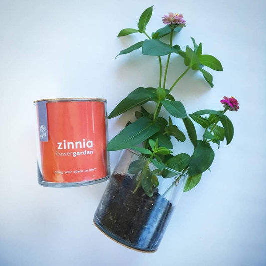 Indoor Flower Garden | Zinnia