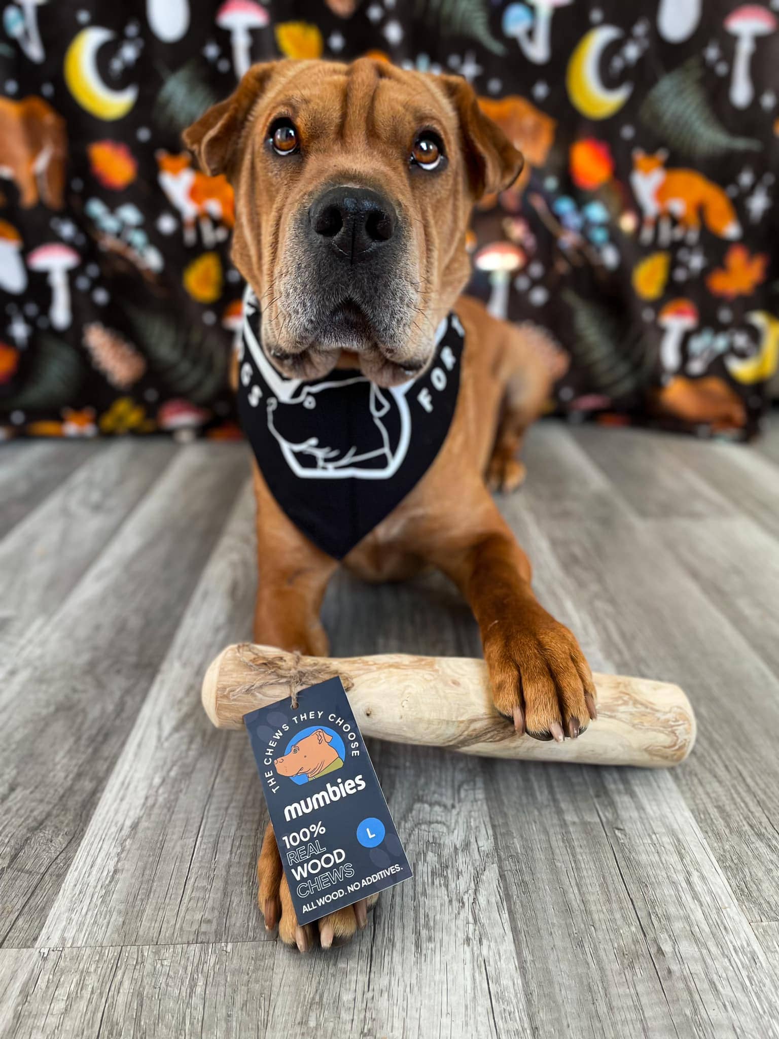 Dog with a mumbies wooden chew toy on a wooden floor