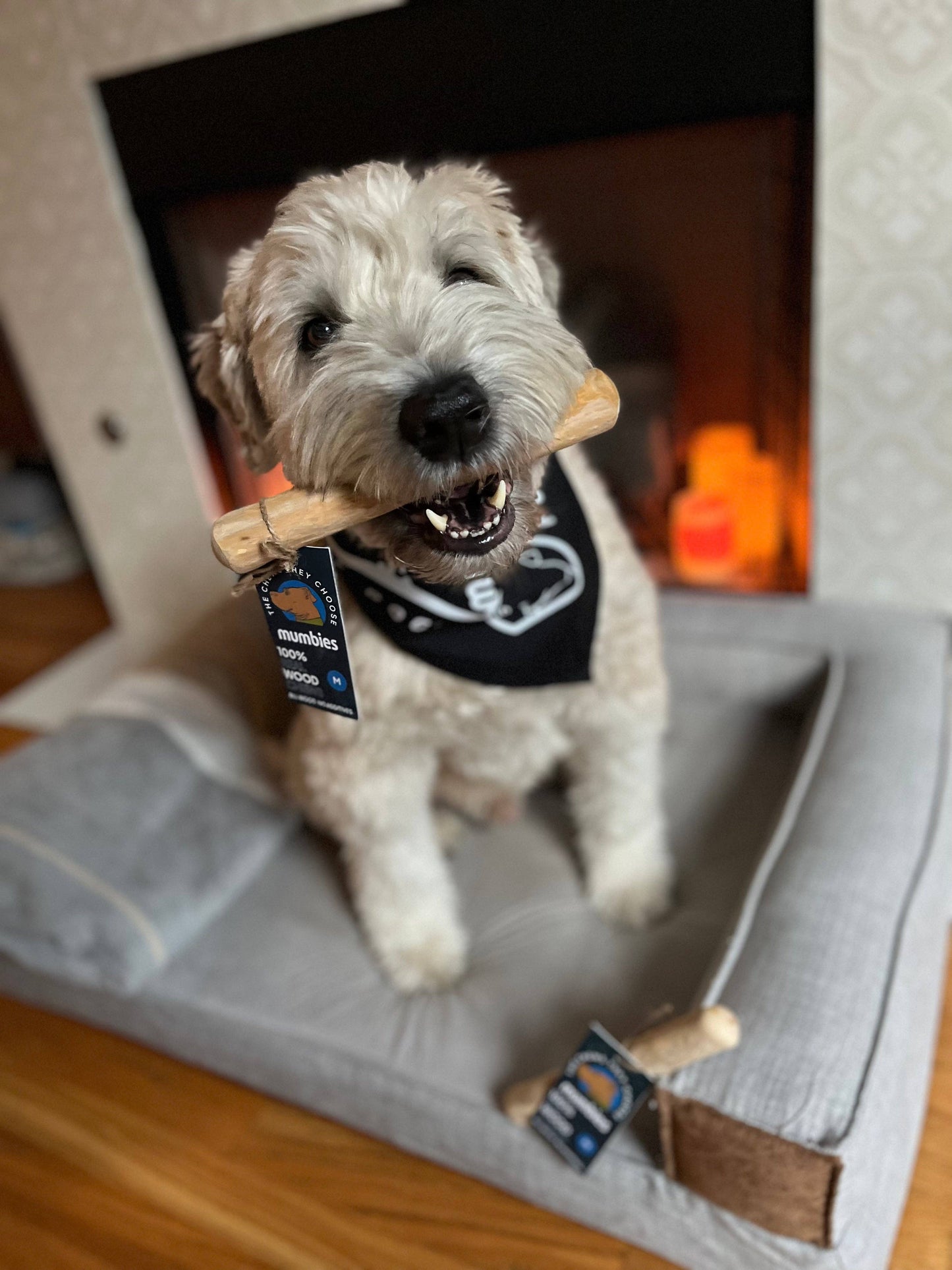 Dog chewing on a bone-shaped toy with a visible brand tag, sitting on a cushioned pet bed.