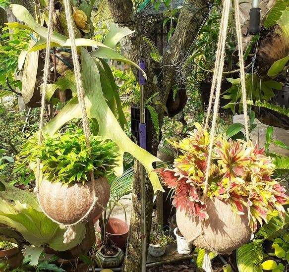 Hanging Single Coconut Planter