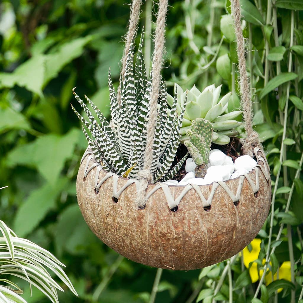 coconut hanging planter Shop All Natural Coconut Hanging Planters – Earth Kind Market