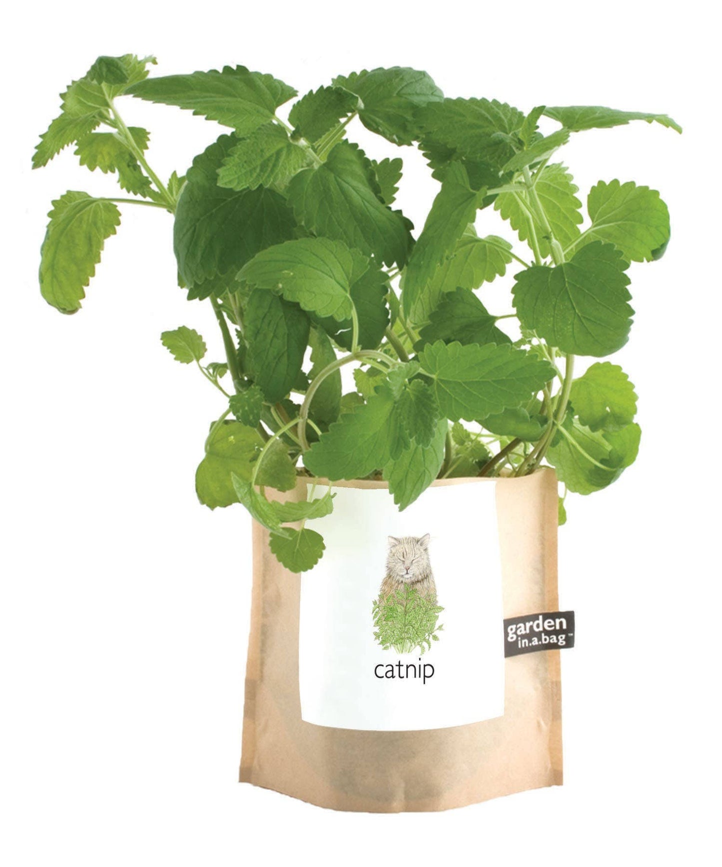 Catnip Garden in a Bag