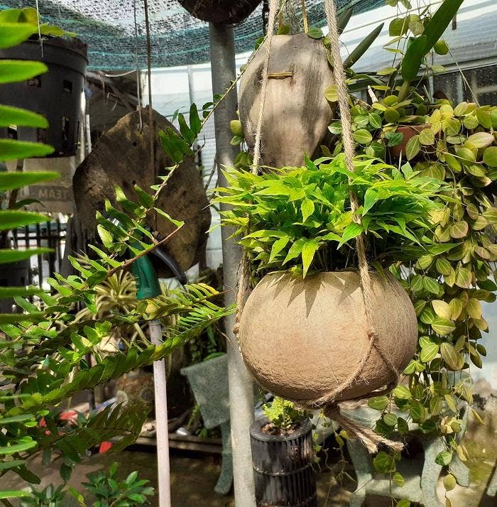 Hanging Single Coconut Planter