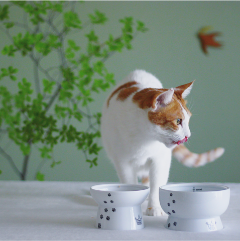 Cat standing next to two white bowls with black paw prints on a light surface.