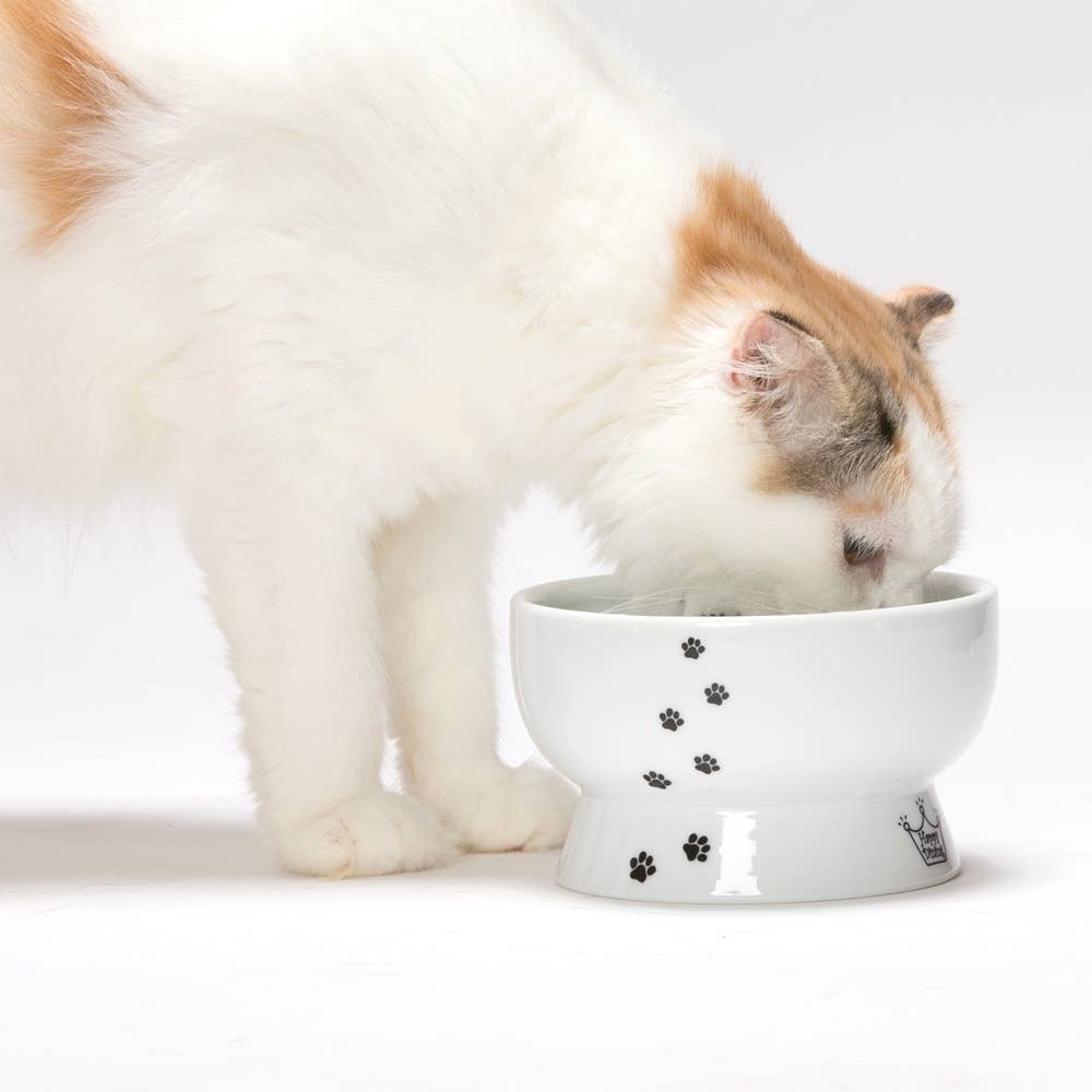 Cat drinking from a white bowl with paw prints on a white background