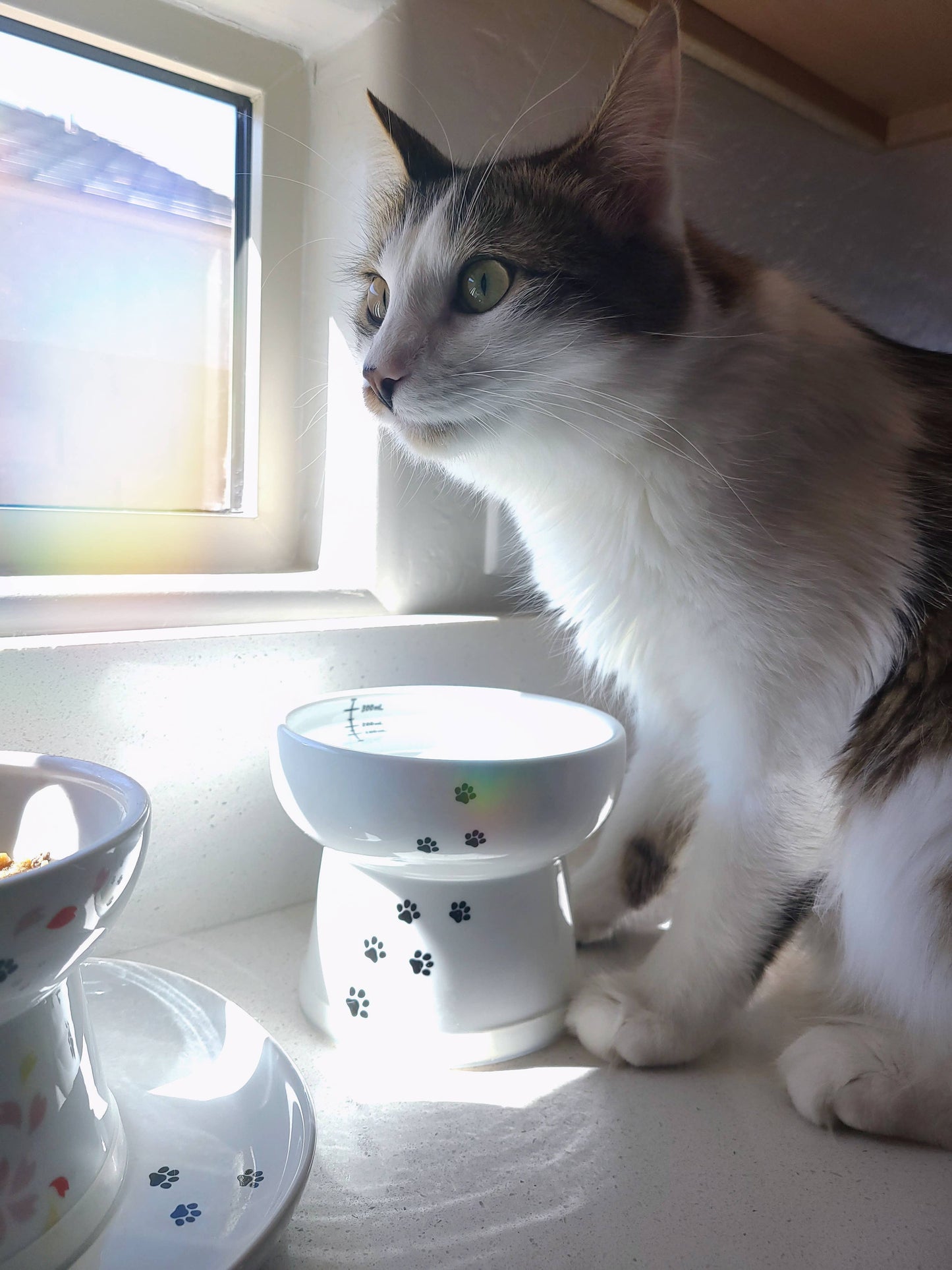 Cat sitting on a windowsill next to a ceramic bowl and diffuser.