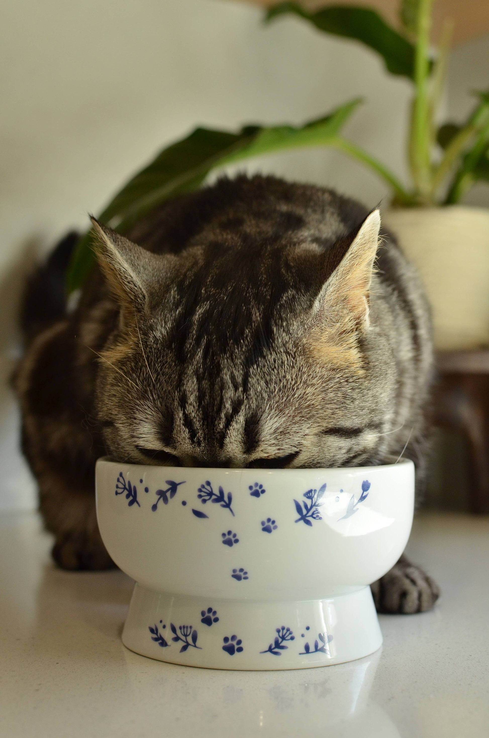 Cat peeking into a white bowl with blue floral patterns on a light surface.