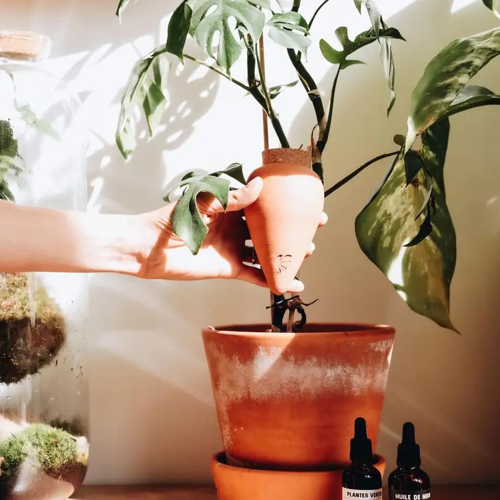 olla for potted plants Potted Plant Olla