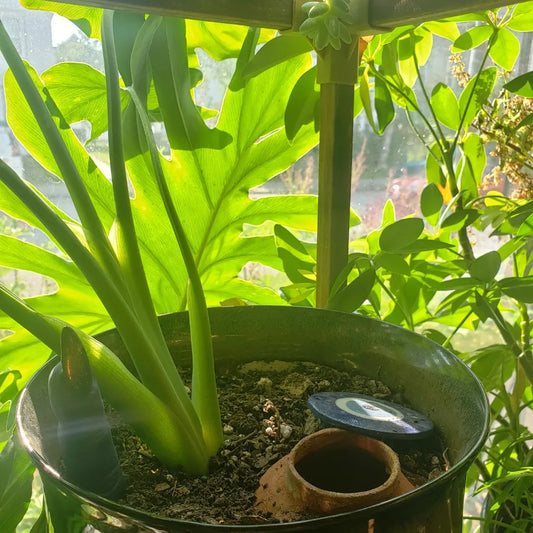 Garden Olla