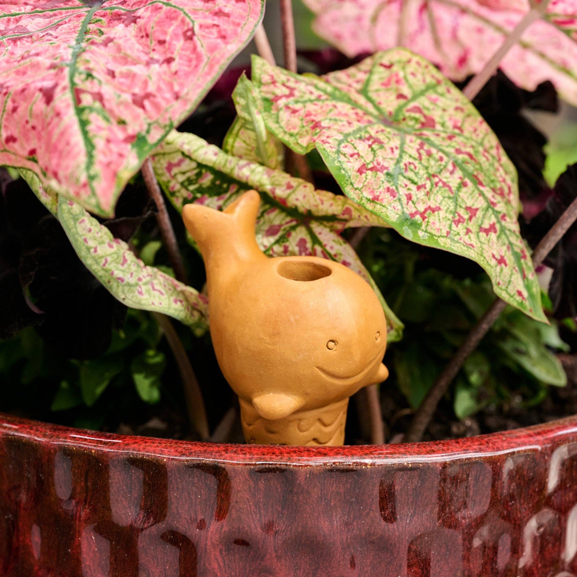 Small terracotta whale-shaped watering device in a pot with pink and green plant