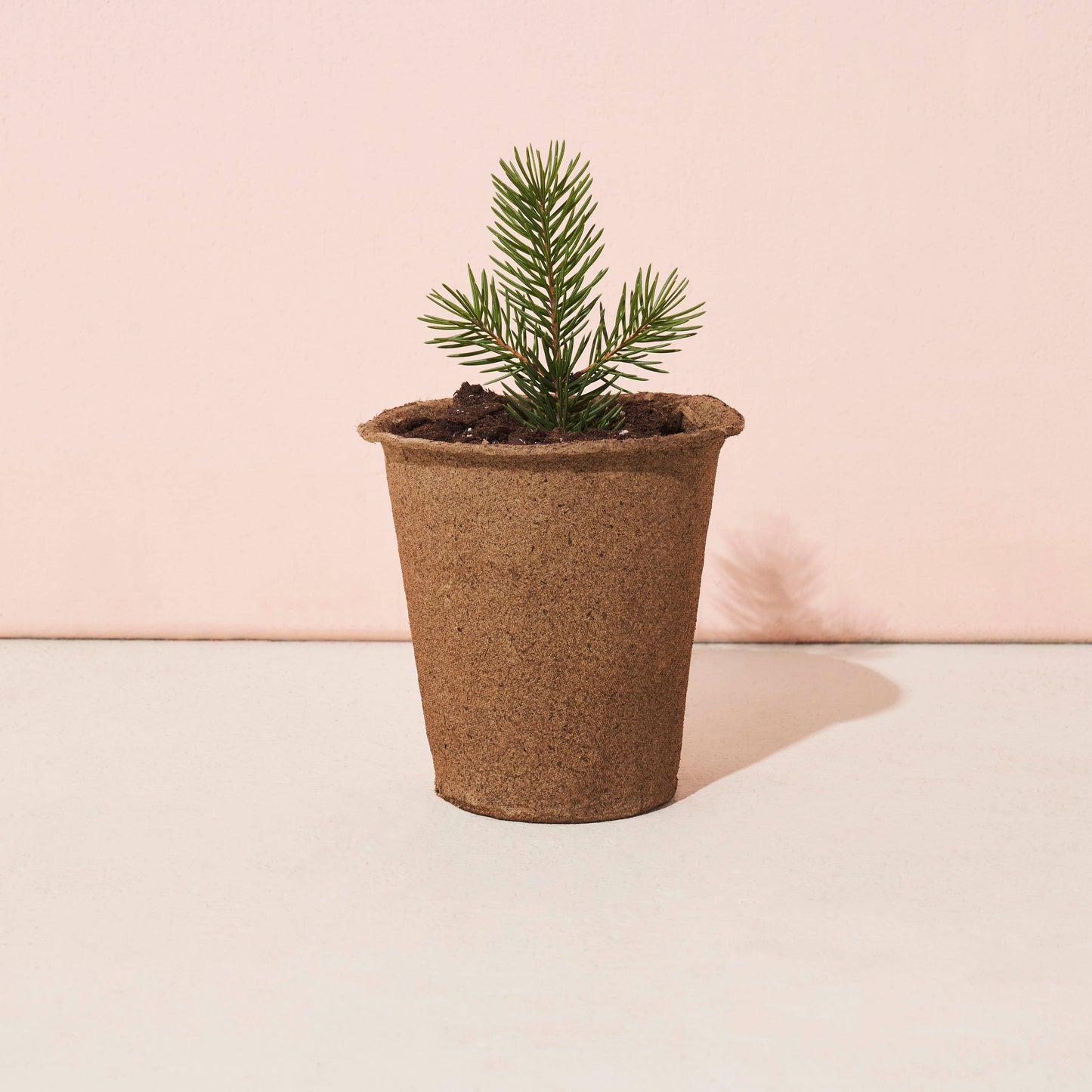 Tree Grow Kit