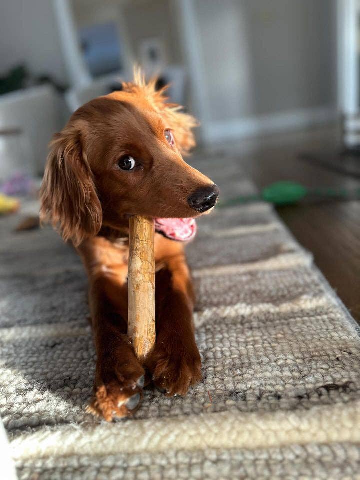 Small brown dog holding a bone in its mouth on a rug