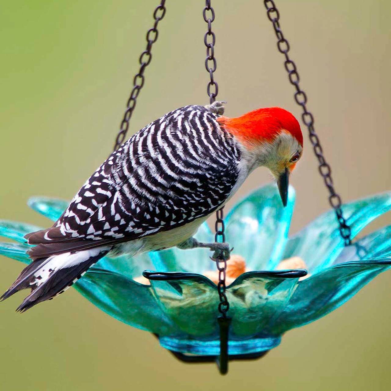 Mosaic Birds Daisy Petite Bird Feeder Aqua