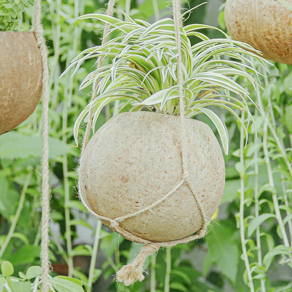 Hanging Single Coconut Planter