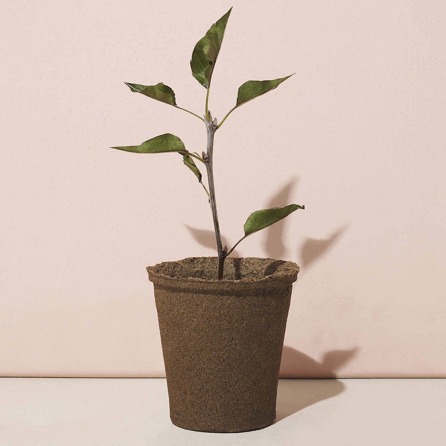 Tree Grow Kit