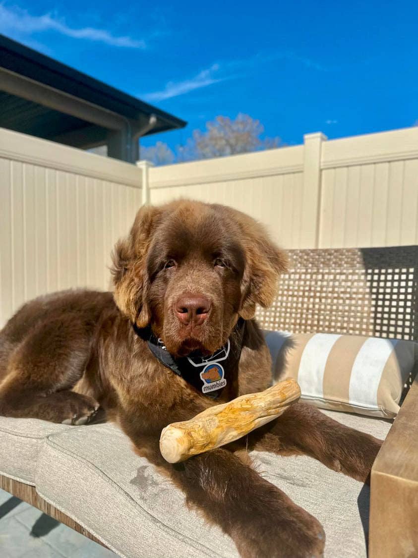 Brown dog lying on a patio with a large bone toy, blue sky in the background