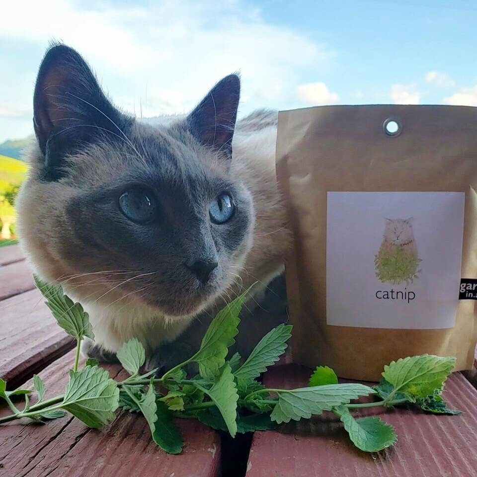 Catnip Garden in a Bag