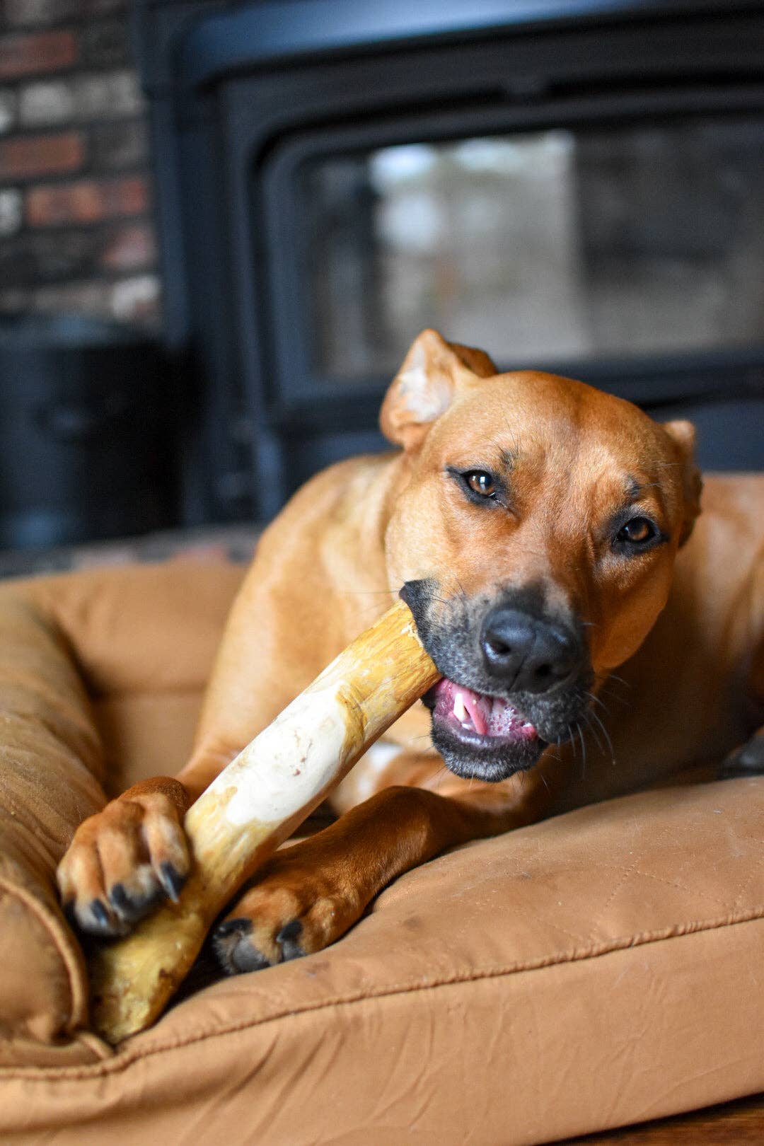 Dog lying on a brown cushion with a bone in its mouth, in front of a brick wall.