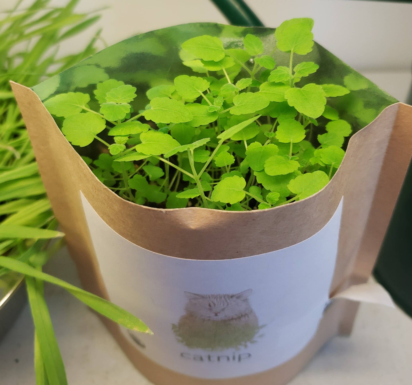 Catnip Garden in a Bag